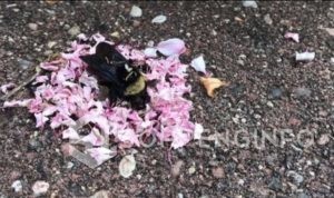 Bawakan Kelopak Bunga untuk Lebah yang Sudah Mati, Semut-semut Ini Seolah Tengah Hadiri Pemakaman