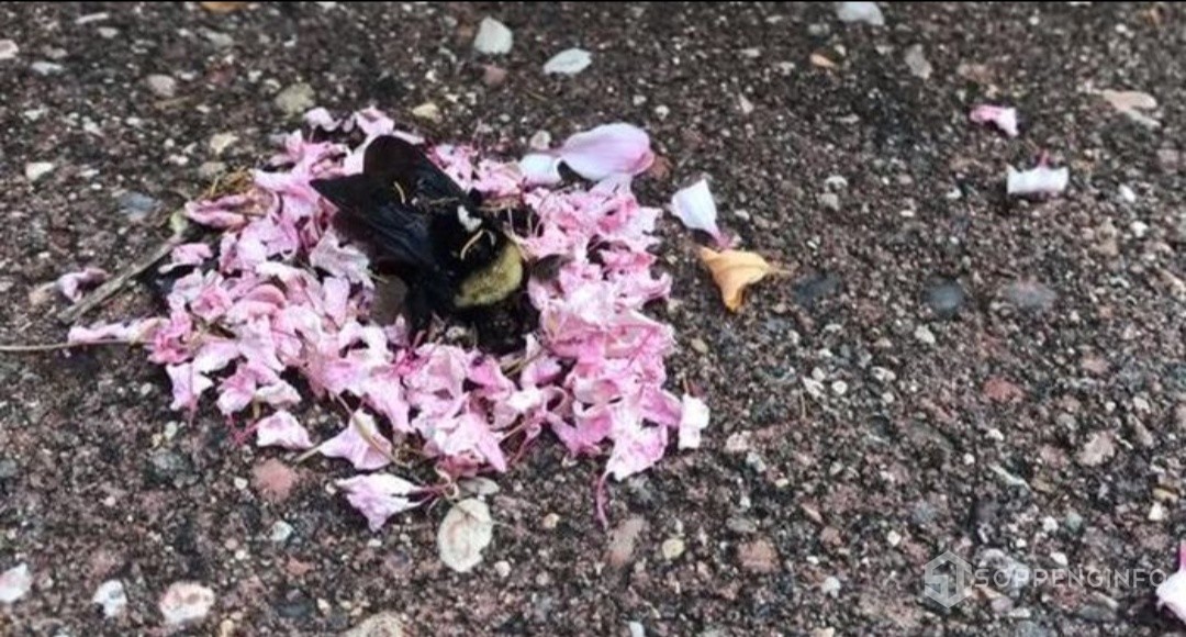 Bawakan Kelopak Bunga untuk Lebah yang Sudah Mati, Semut-semut Ini Seolah Tengah Hadiri Pemakaman