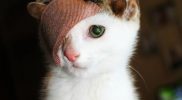 Sering alami nasib buruk, kucing dengan empat telinga ini akhirnya di adopsi