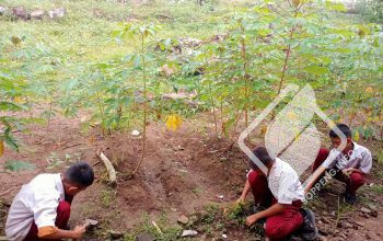 Wujudkan Implementasi P5 Media Pembelajaran, SDN 249 Mattirobulu Luncurkan Program Kebun Sekolah