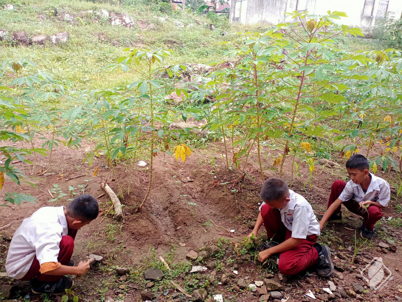 Wujudkan Implementasi P5 Media Pembelajaran, SDN 249 Mattirobulu Luncurkan Program Kebun Sekolah