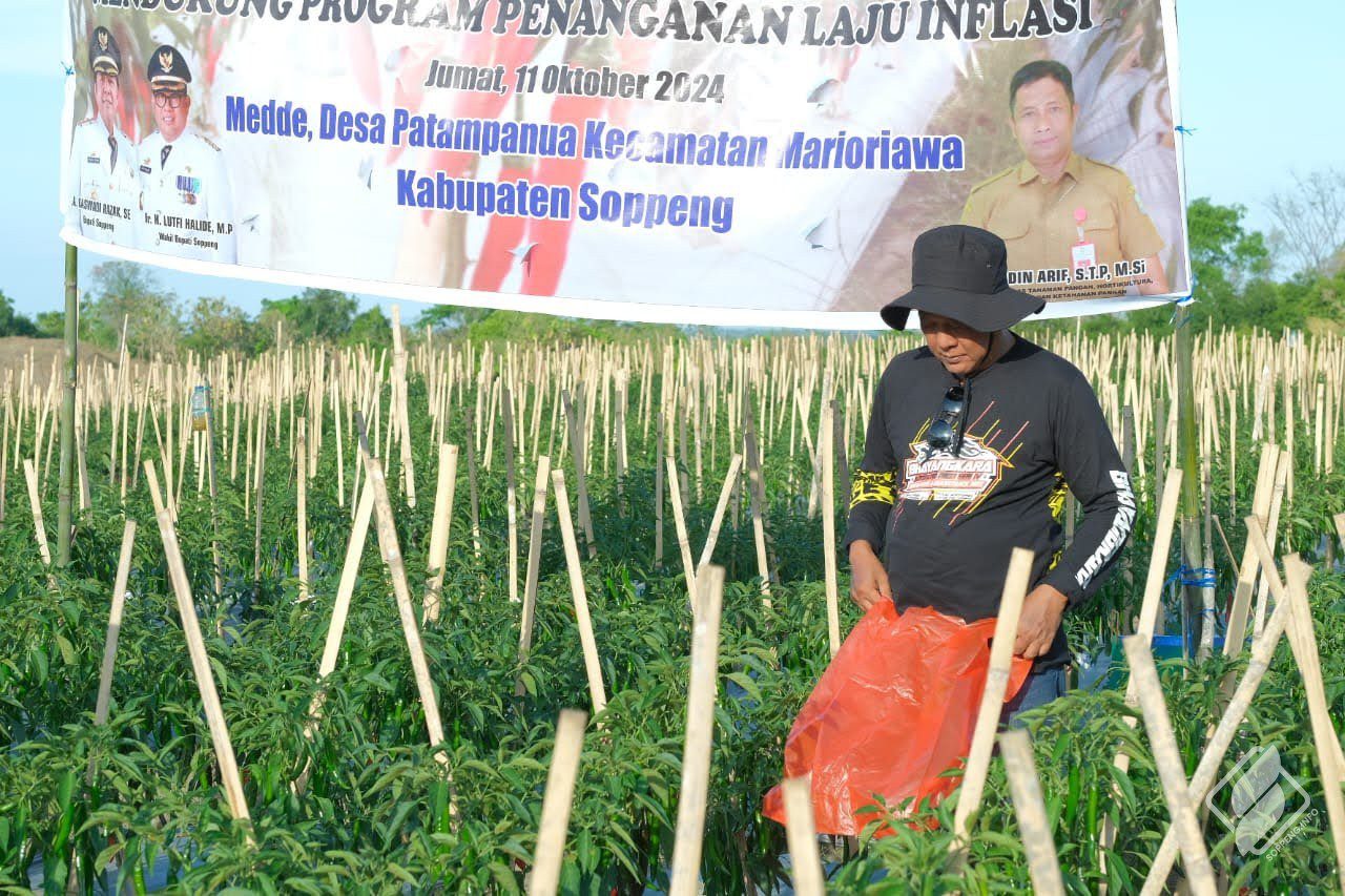 Pemkab Soppeng Panen Perdana Cabe Merah